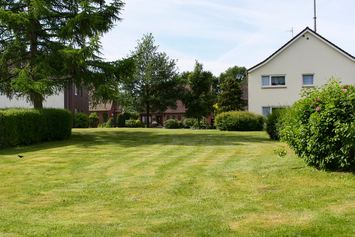 Neighborhood backyard with mowed lawn between houses and a large pine tree, illustrating a side lot expansion.